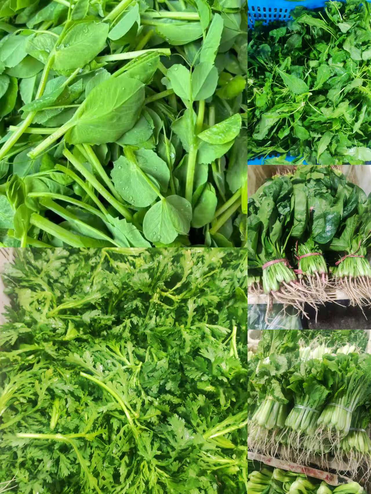 顺丰包邮农家自种豌豆尖小白菜茼蒿菜地米菜菠菜时令蔬菜火锅必备