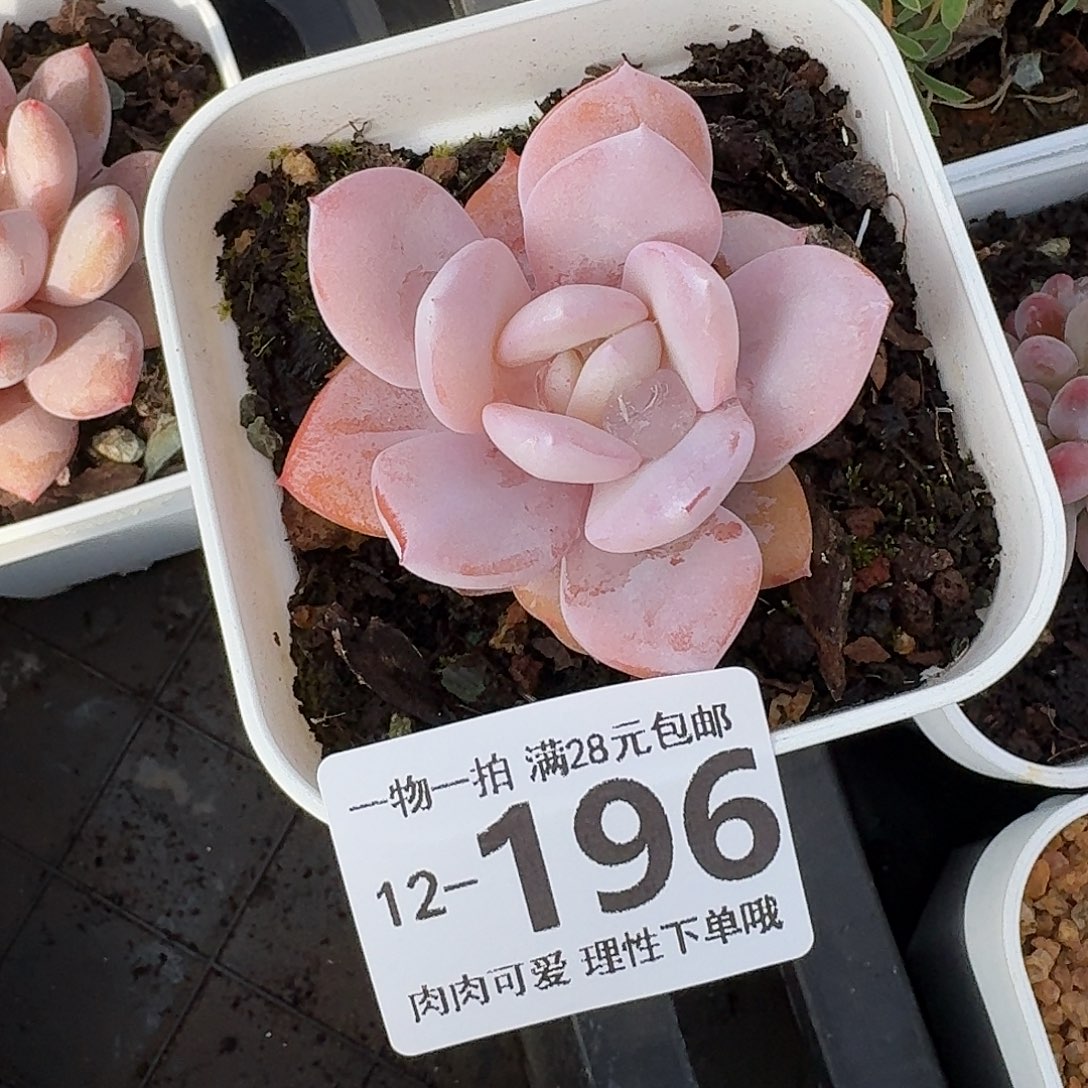 奶茶无盆土发货无盆无