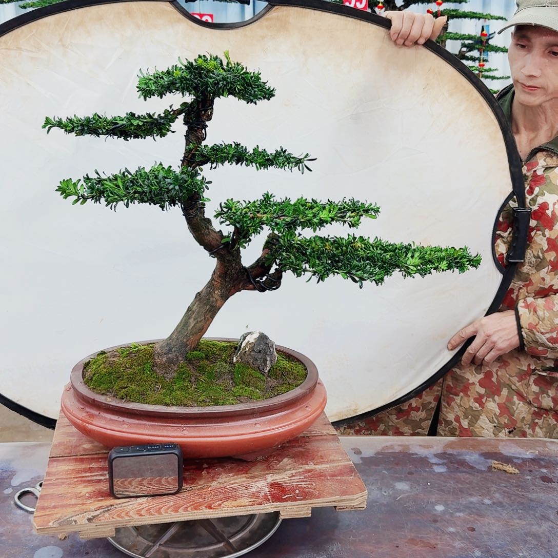 盆景罗汉松一物一拍