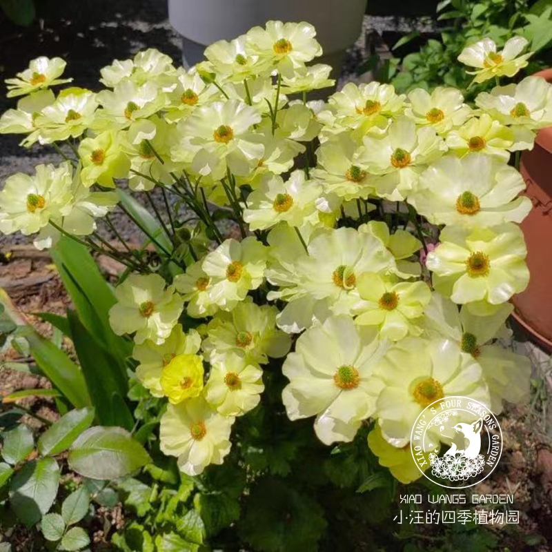 蝴蝶花毛茛 洋牡丹 多色 耐寒球根花卉盆栽苗 鲜切花阳台庭院植物