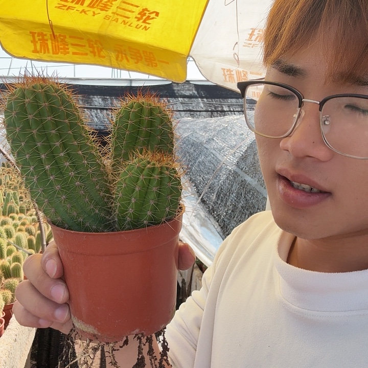 一***阳无花朵粉桃哈哈哈哈哈哈哈