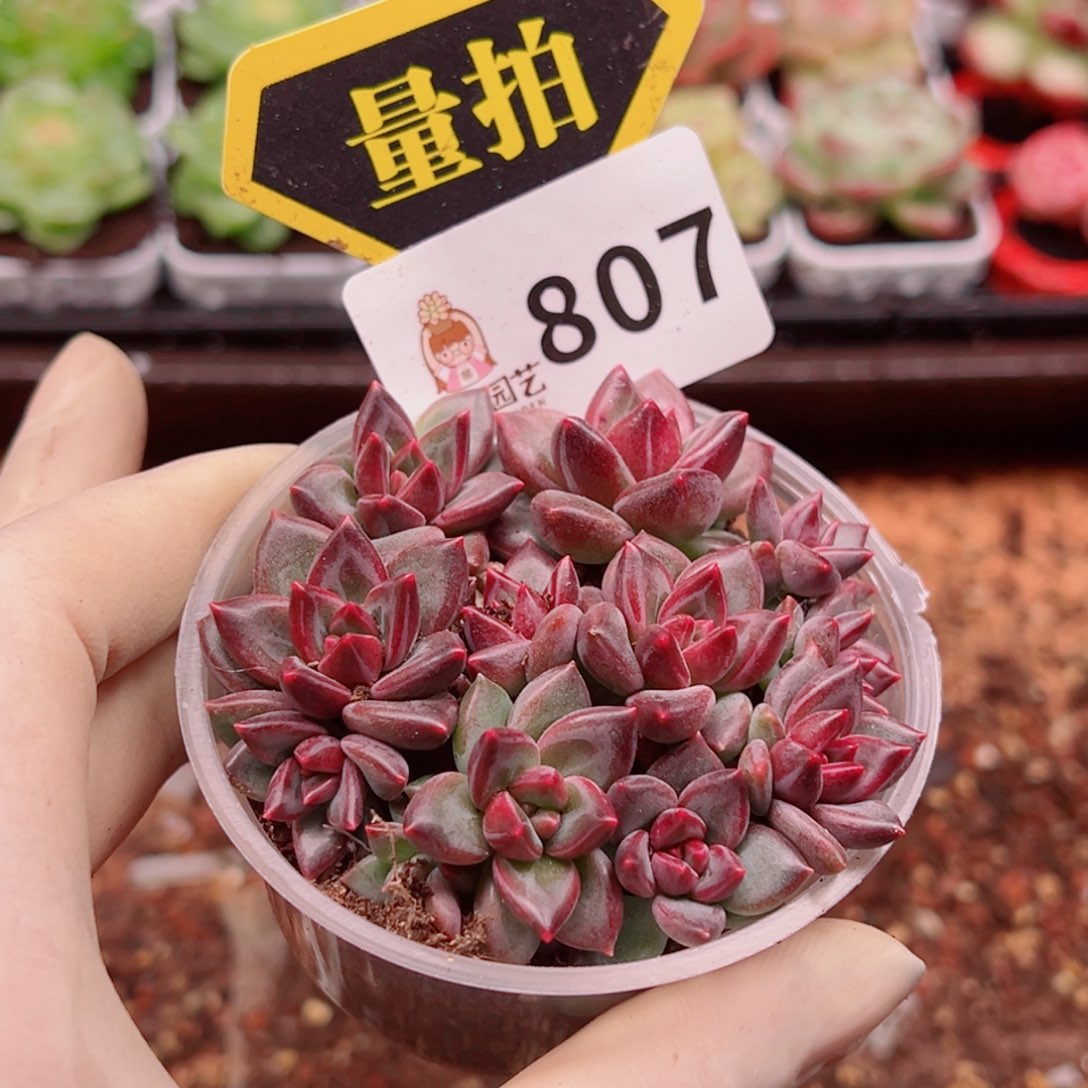 多肉植物多肉植物