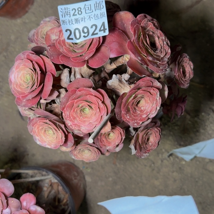 20924南玫瑰金多肉植物