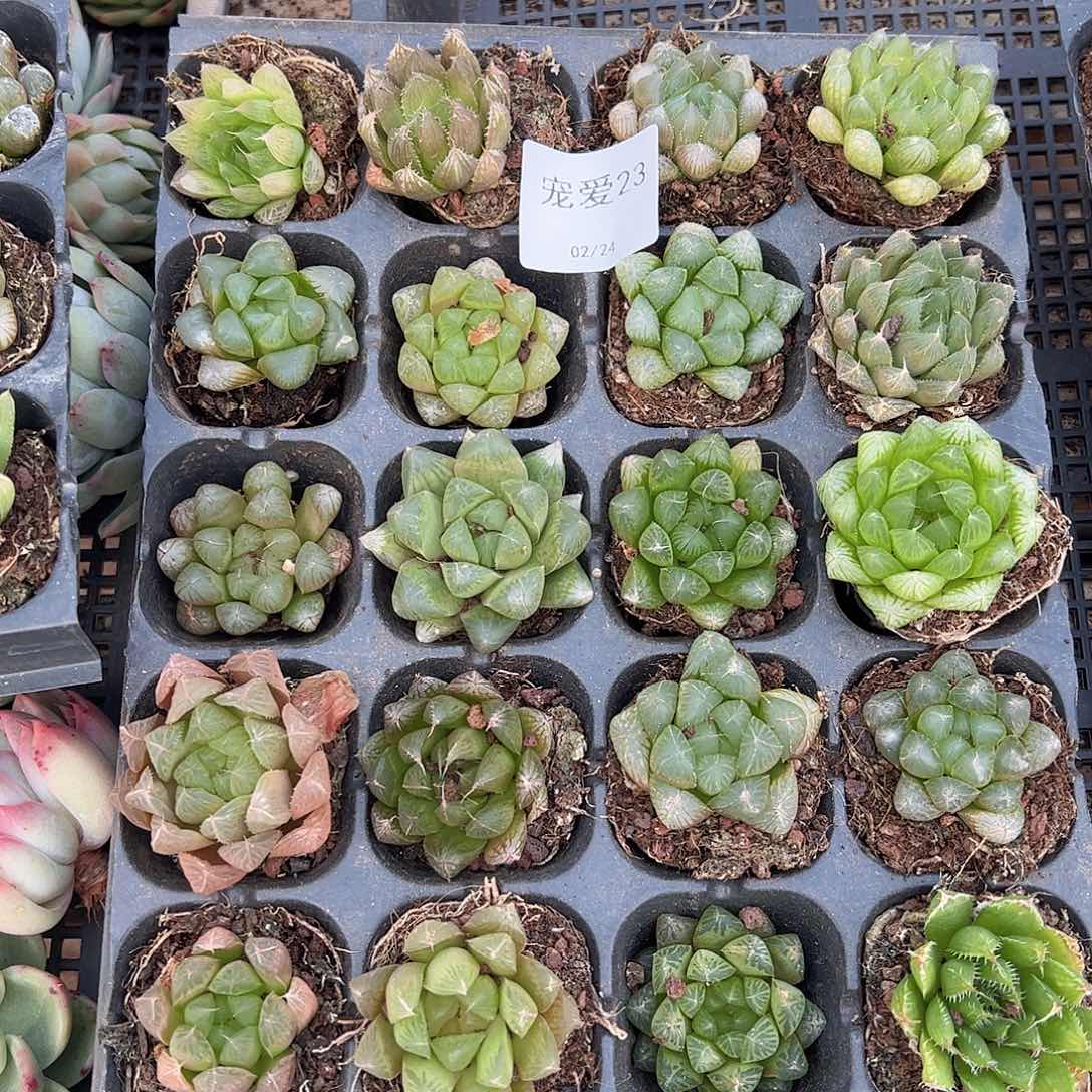 直播福利一物一拍瑕疵不售后23