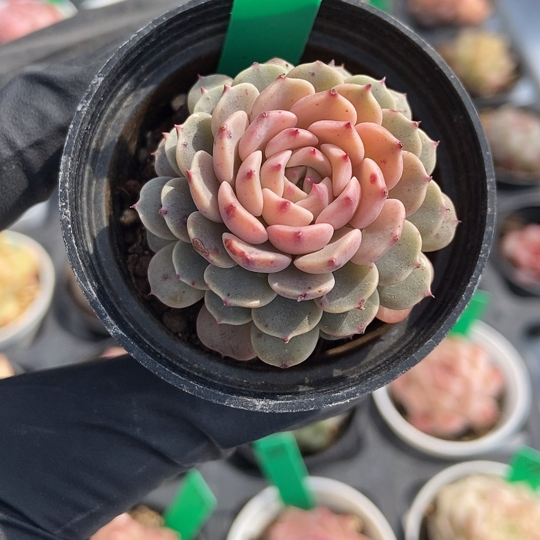 24  星宝精品多肉