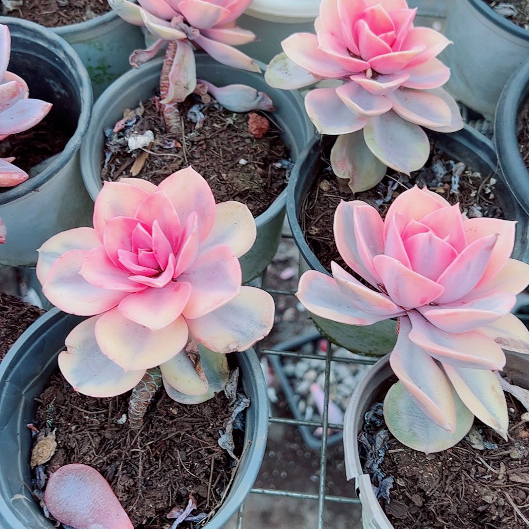 彩虹大单头精品特价二盆