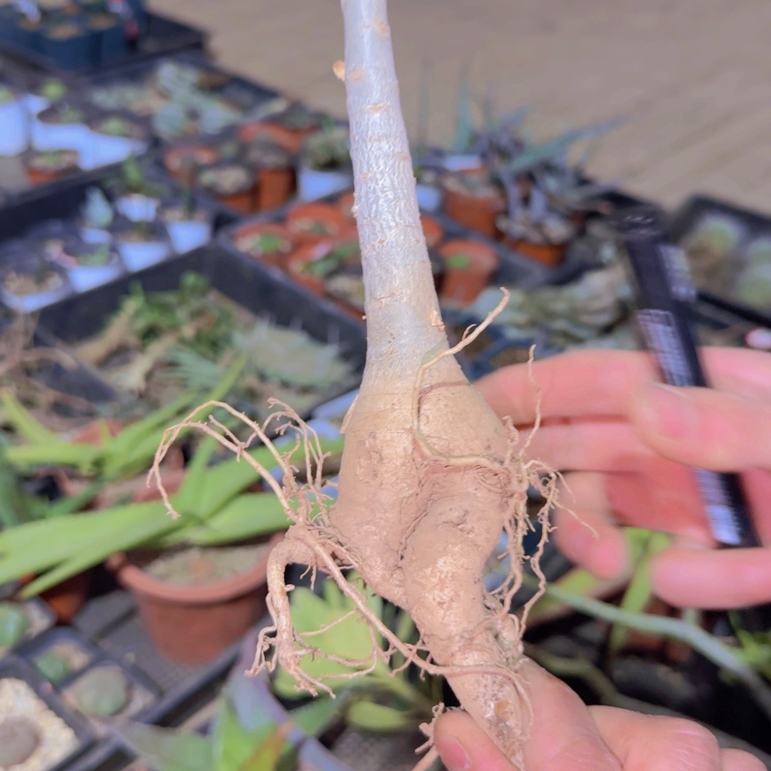 块根植物块根植物