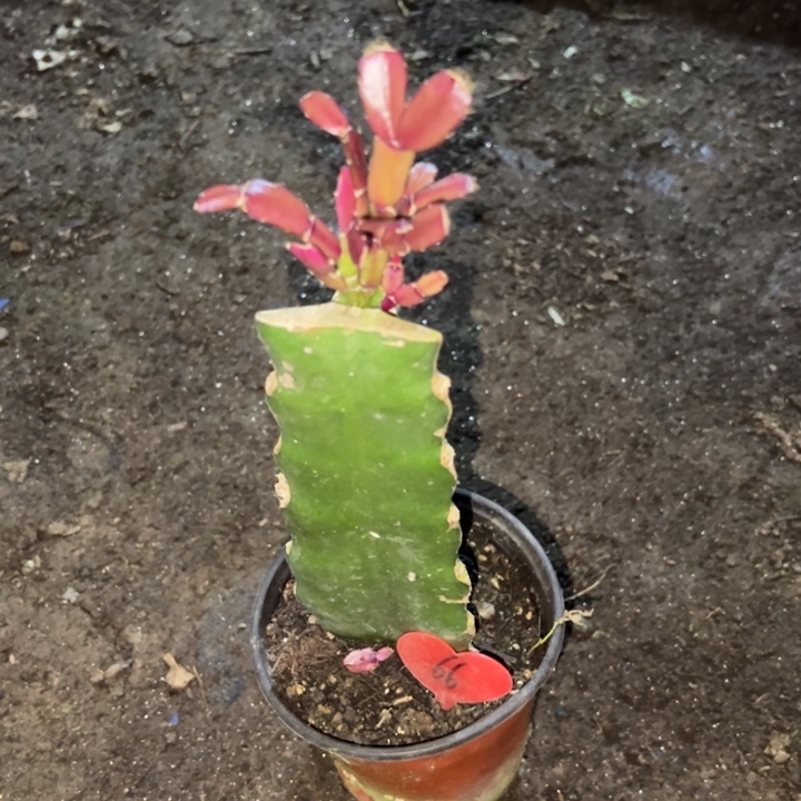 墨***言当前无花栽培后可以开花078  66