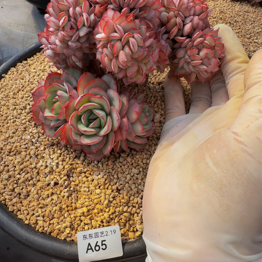 君**?a a a a a a a a a a 65