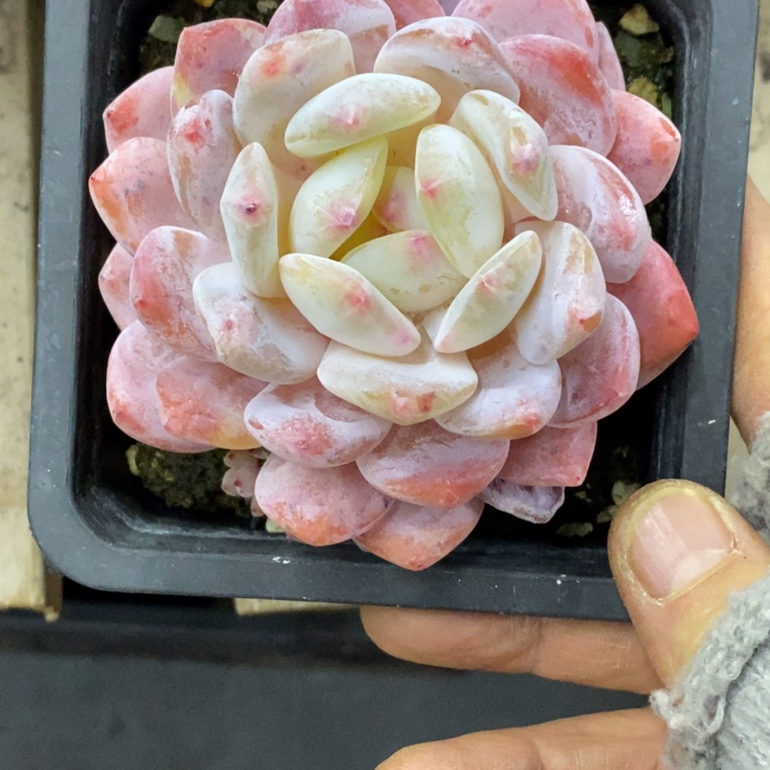 精品多肉一物拍不包整400