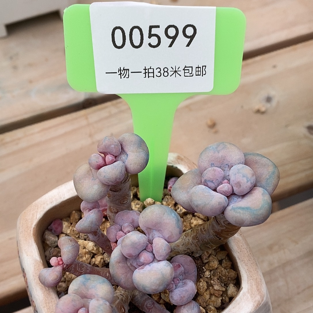 00599熬夜啦莉莉咯哦