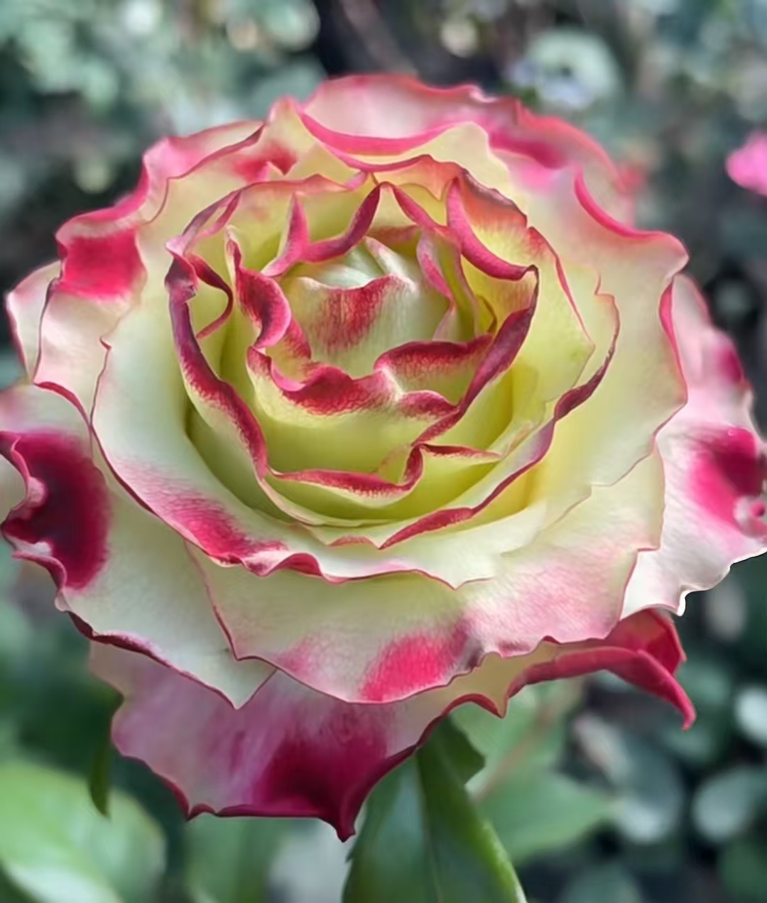 苹果糖大苗浓香月季