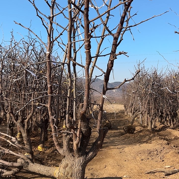 当前无花朵，栽培后可花朵