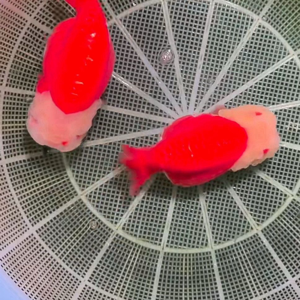 兰寿金鱼冷水鱼观赏鱼泰狮金鱼