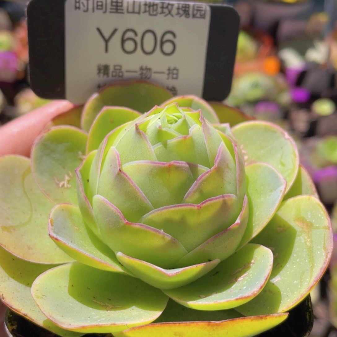 妩媚娘玫瑰一物一拍606