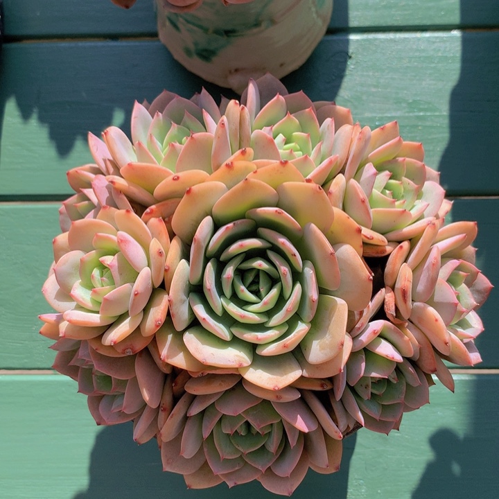 白凤杂无砍自然群