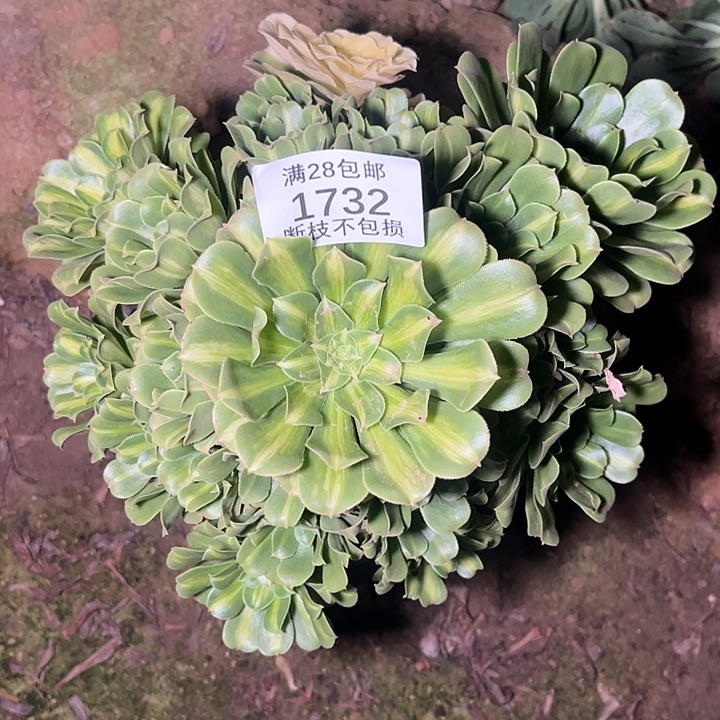 1732翡翠琉璃多肉植物