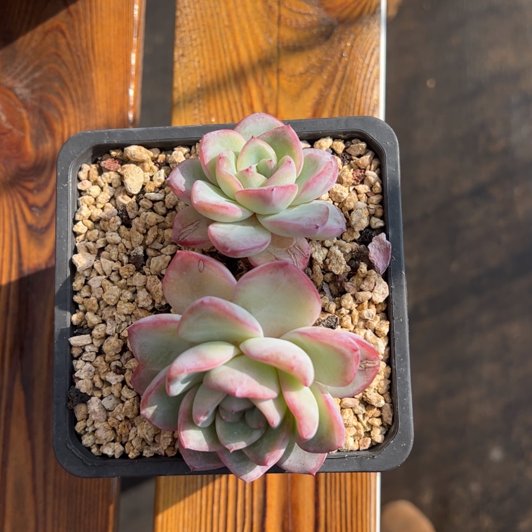 张张精品多肉甄选泡芙双头