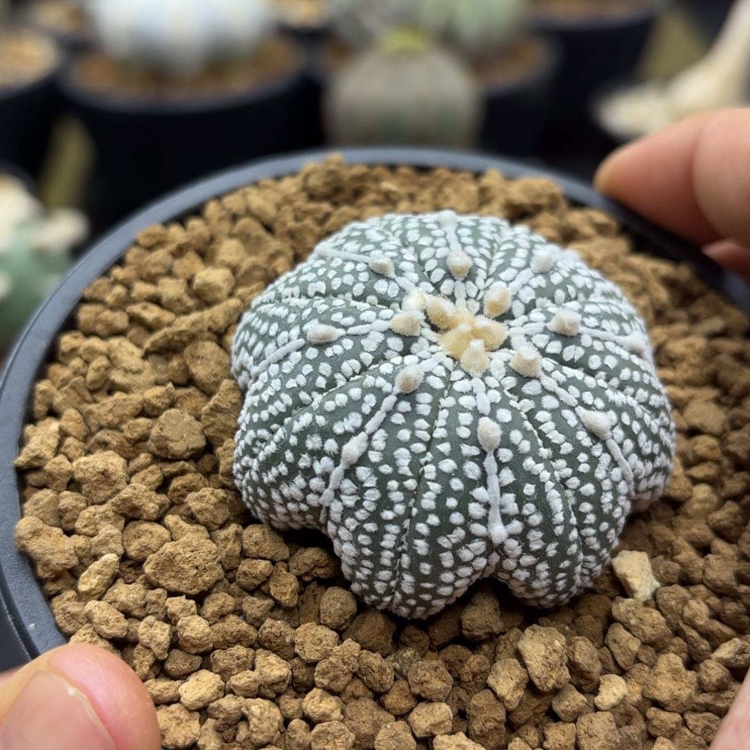 奇迹兜带盆包邮呀