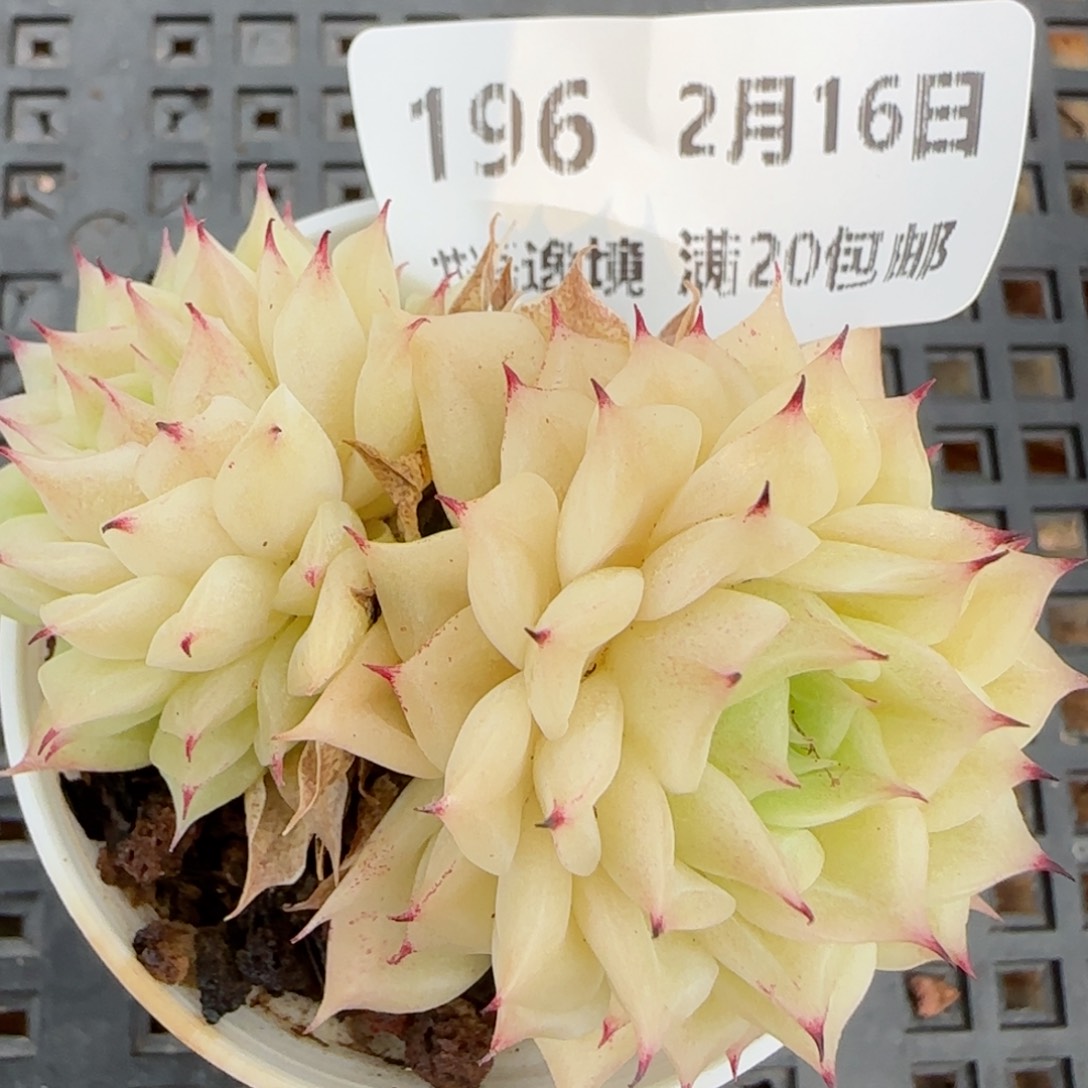 花语逸境0216-196