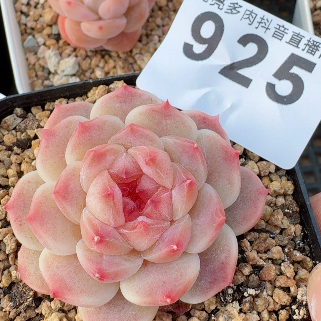 冰魄         多肉植物