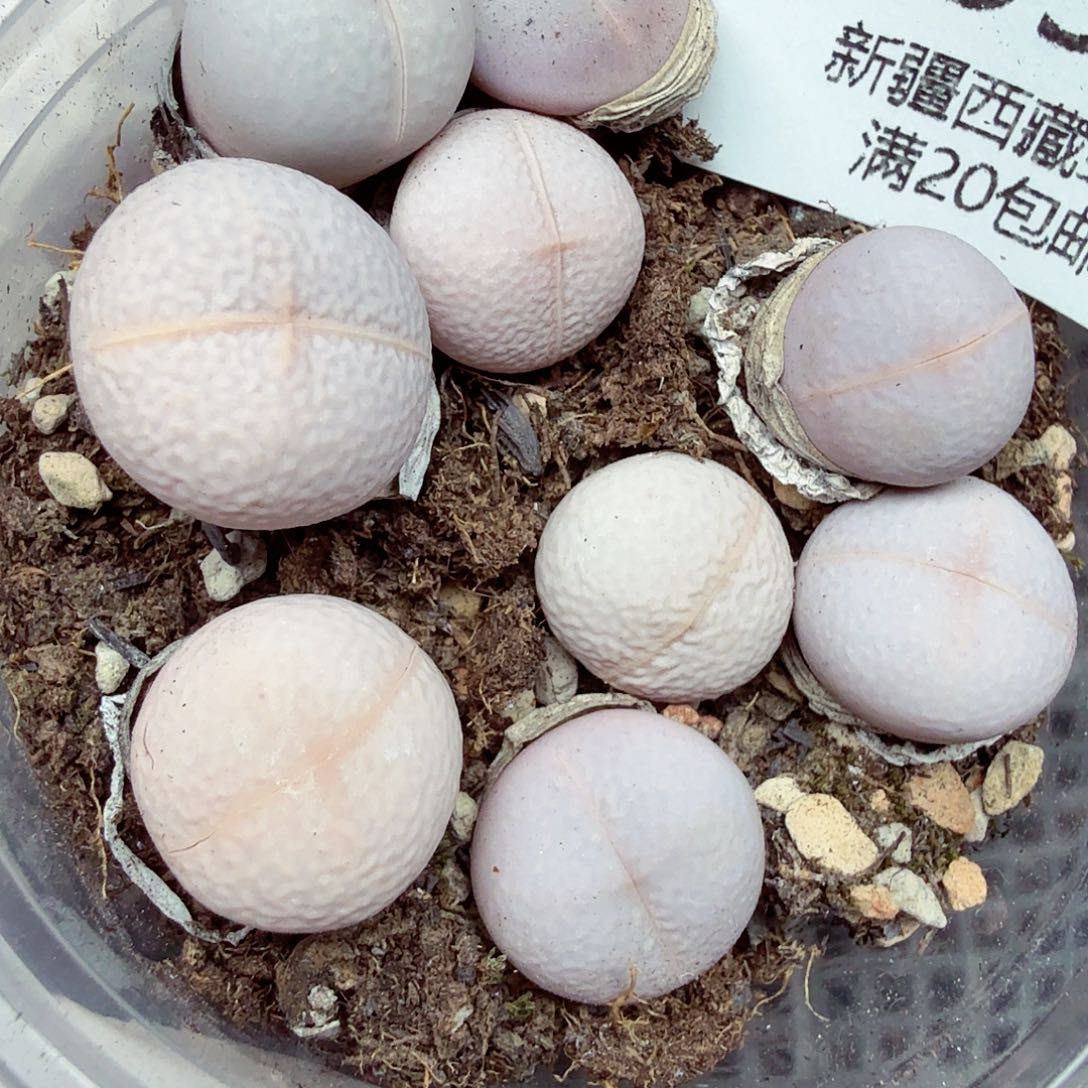 不过他不可能一直保持555