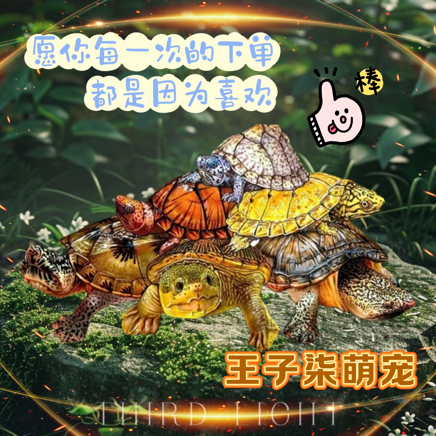王子柒萌宠-直播剃刀麝香红面头盔西非木纹活体沼泽侧颈龟小青龟