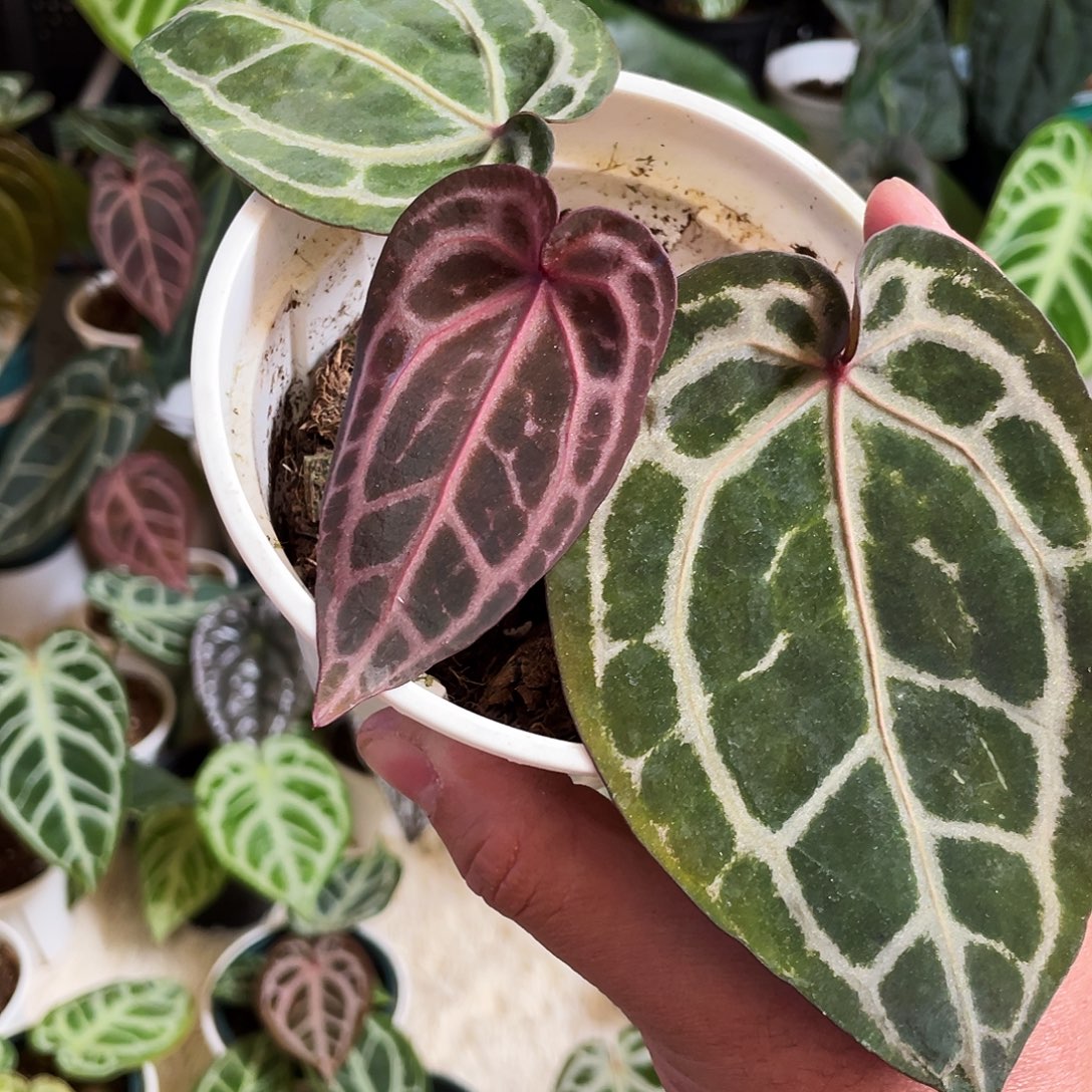 完全开放进口nse红水晶