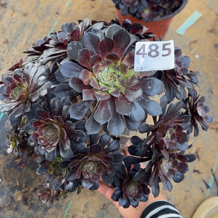墨筒多肉植物485