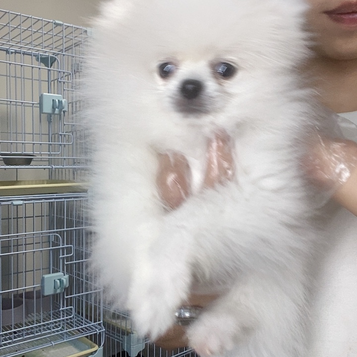博美博美弟弟弟弟
