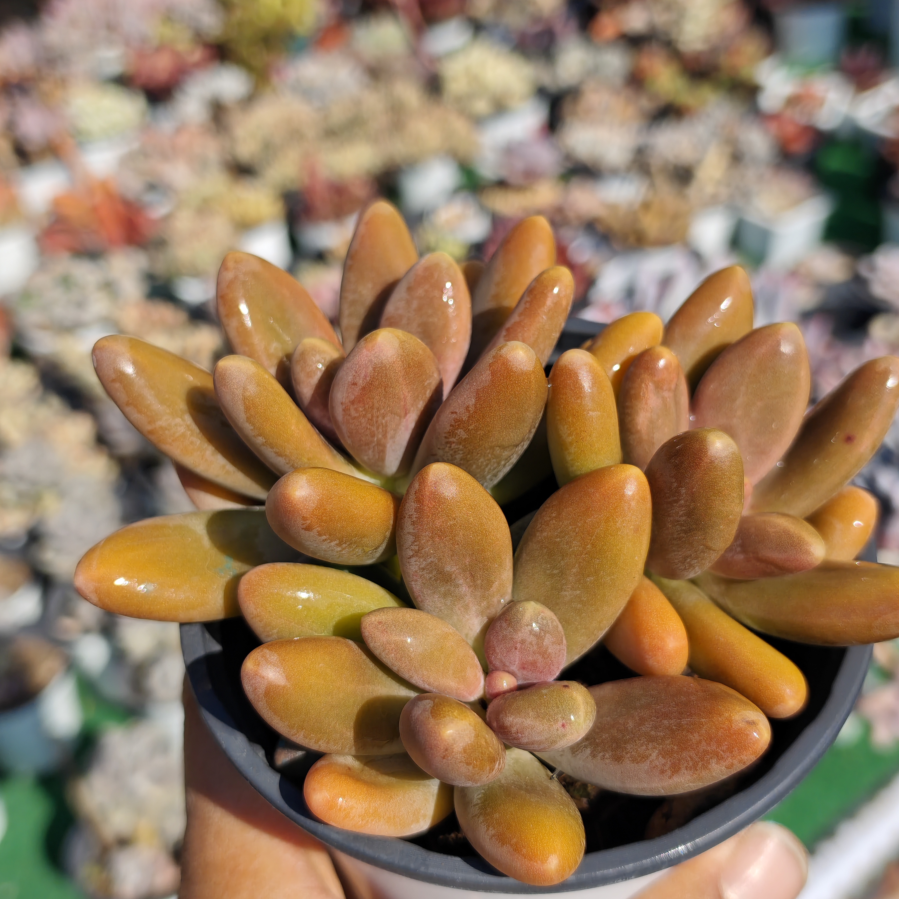 糖果美人整群 12厘米盆带盆发货