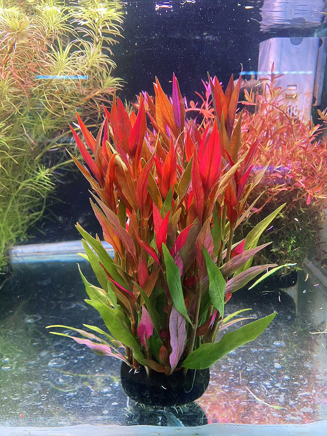 超美后景   大红叶【草大 叶子大 长大也大 绝美后景水草】