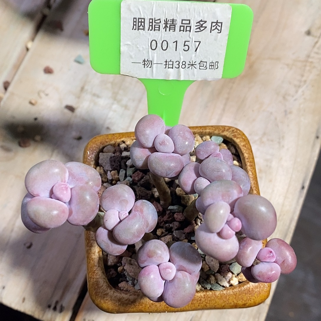 H***璐00157，木架咯哦蜗牛