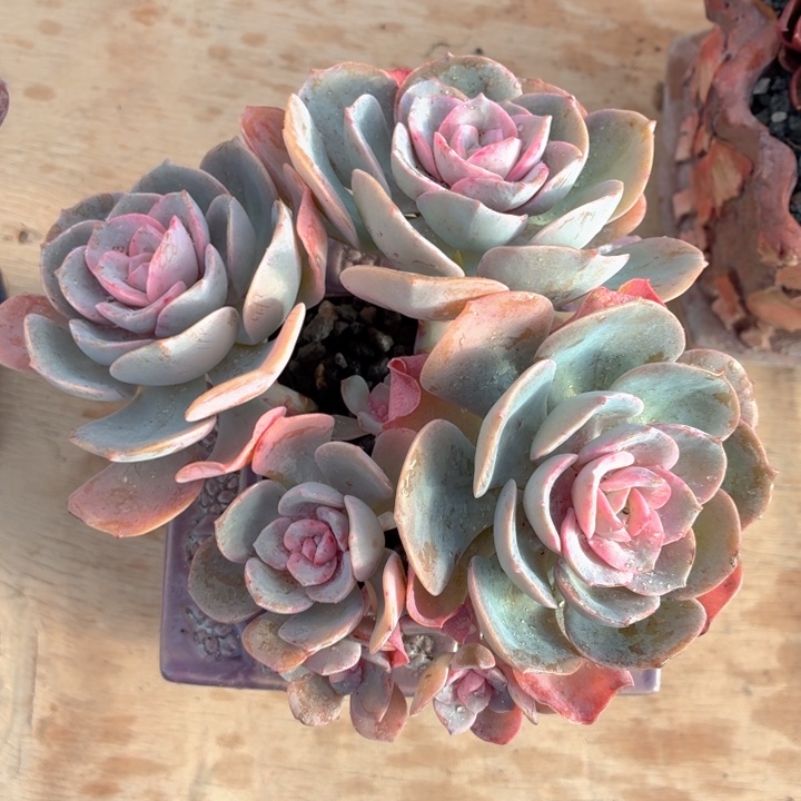 多肉植物 彩虹糖（杂）