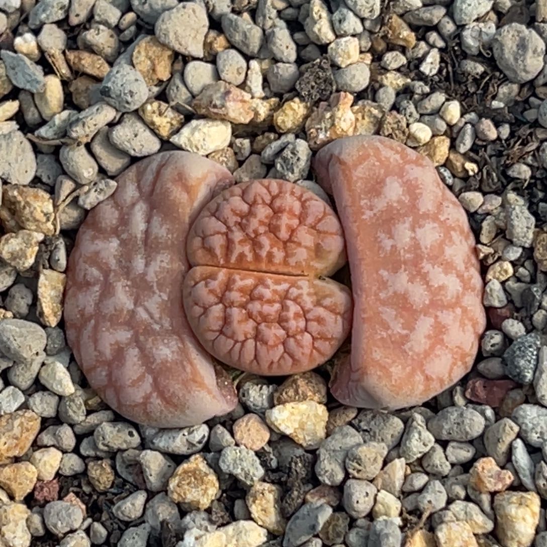 2952橙色拿铁一颗 