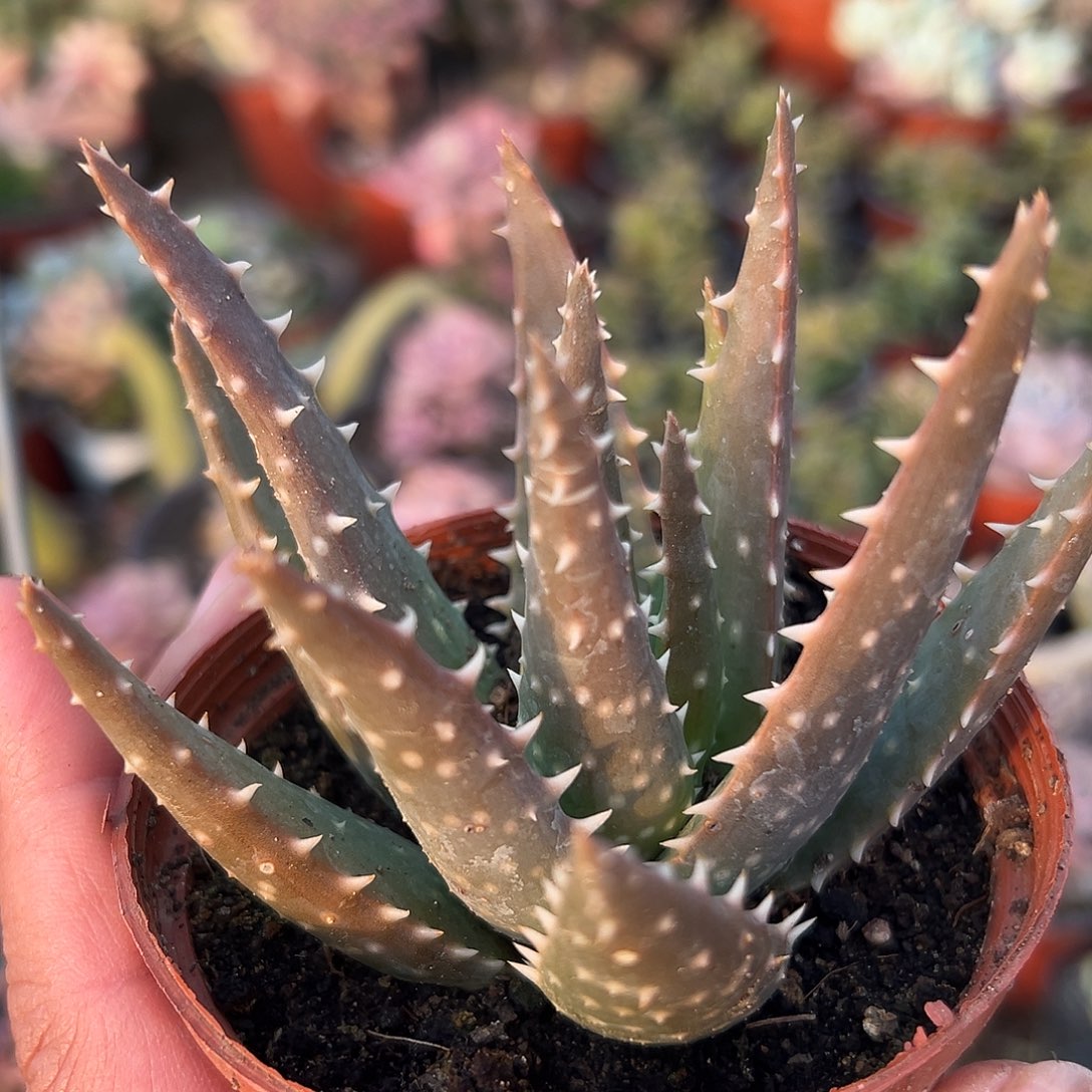 多肉植物多肉植物