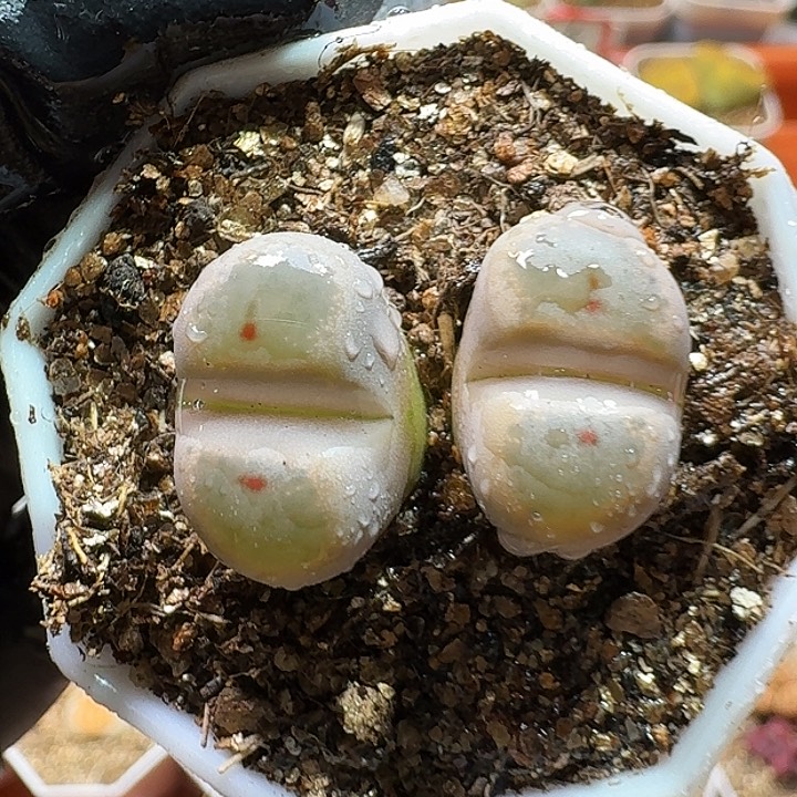 生石花22233:      77