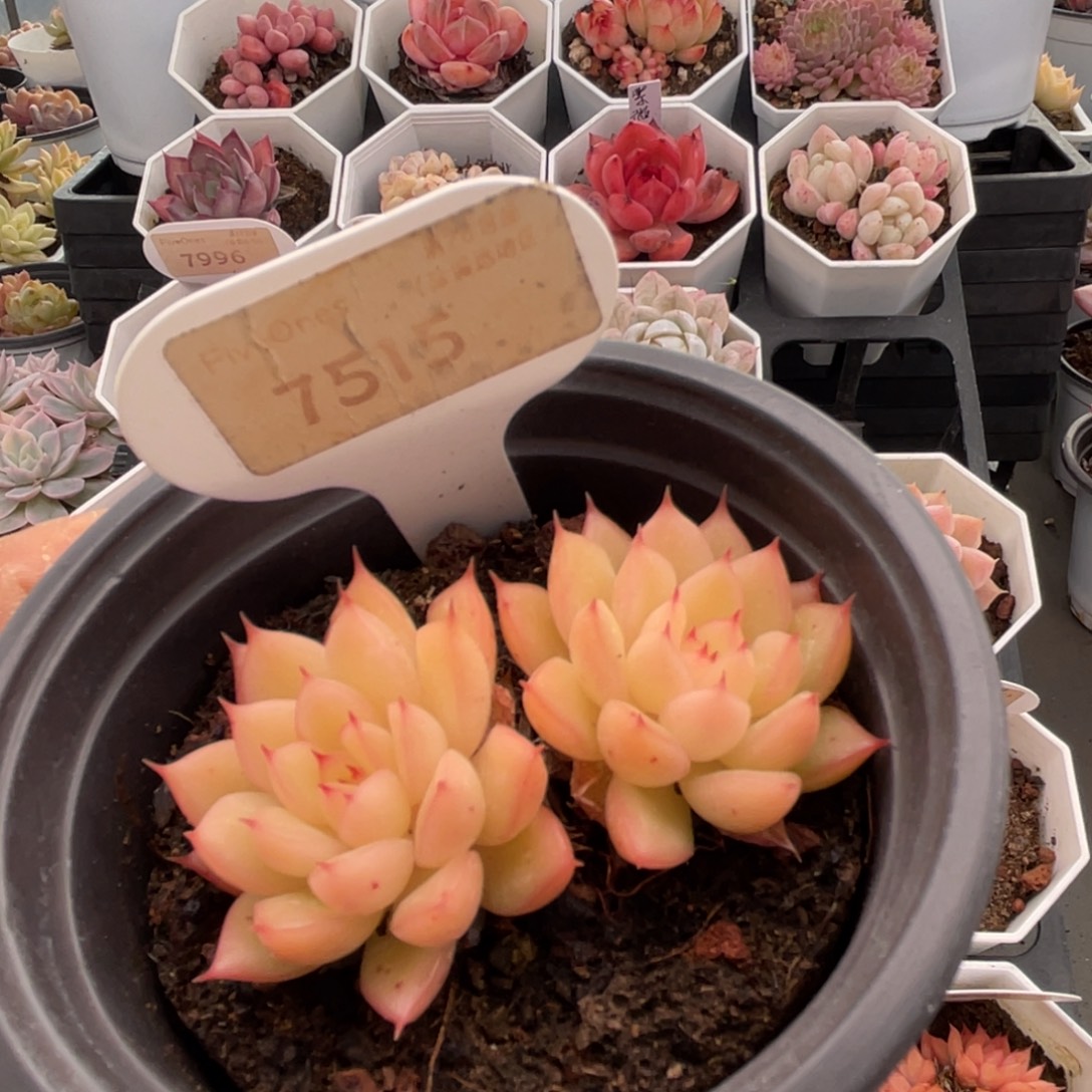 闪光7515-6.5厘米