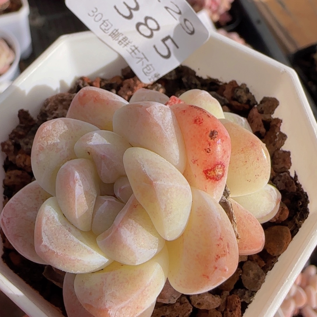 双头冰玉石化白体糖心