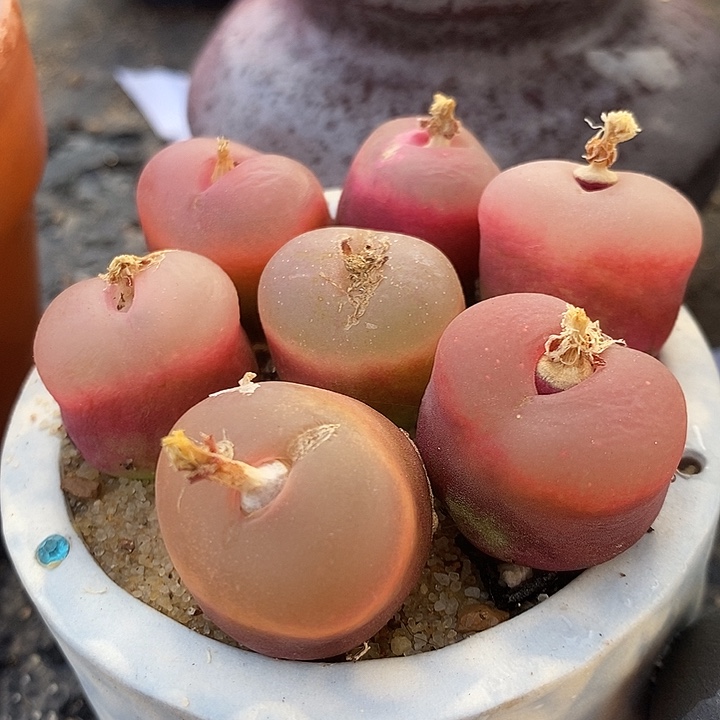 冰魄荔枝窗一颗2厘米。 