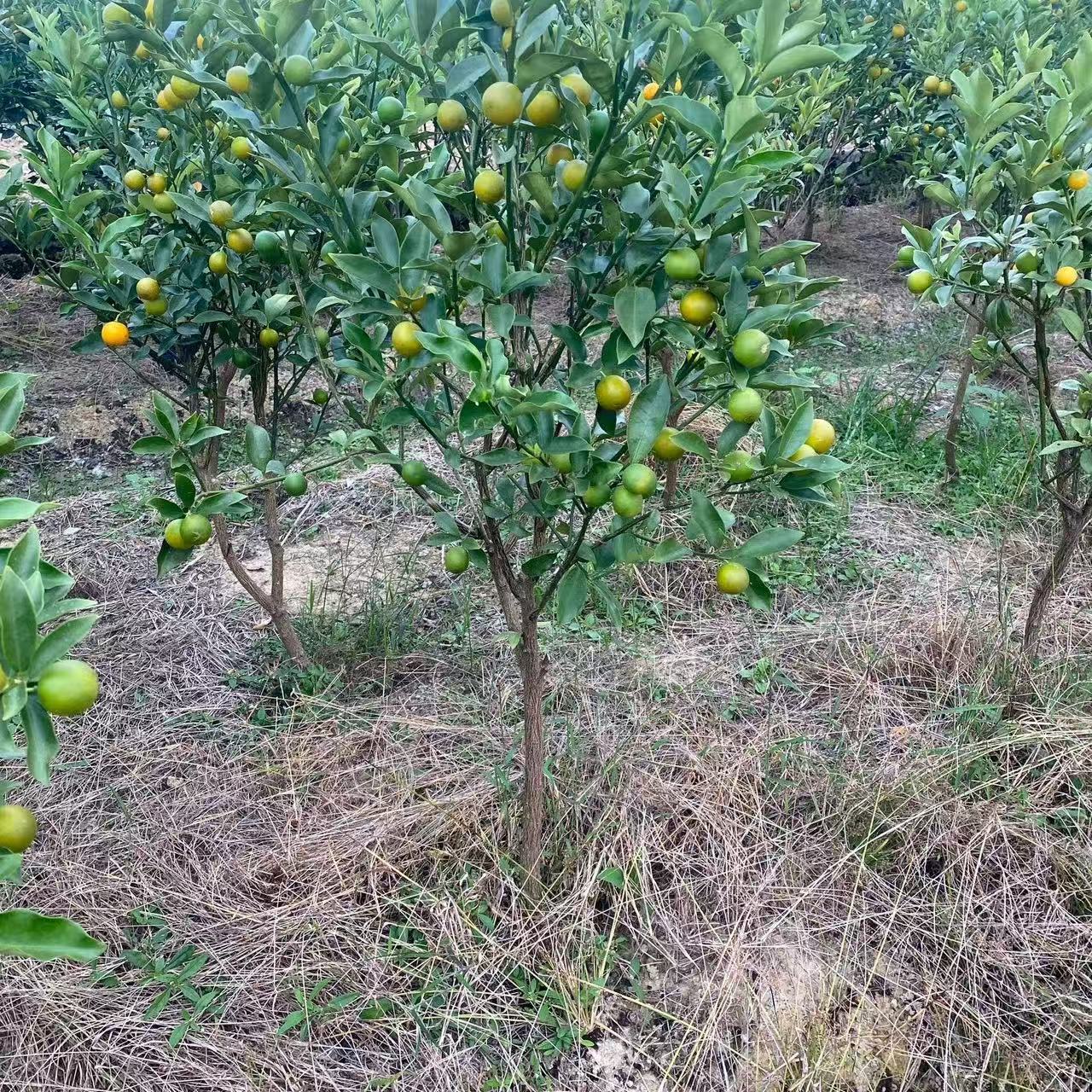 正宗广西砂糖橘直播间一物一拍