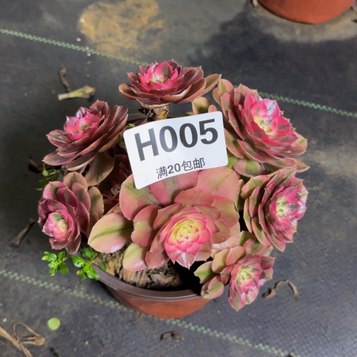 瑞妈多肉植物，005. 火龙果