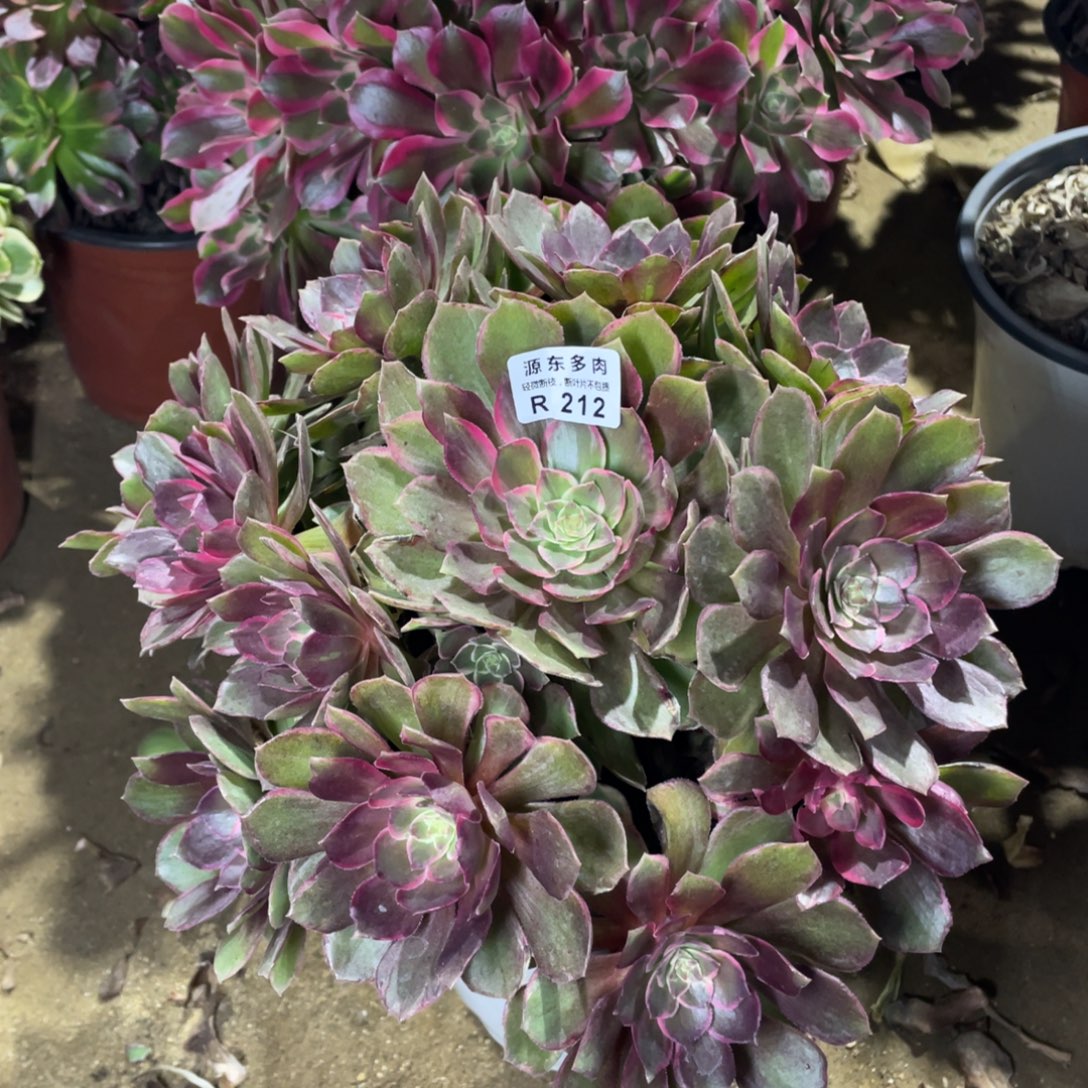 212黑魔锦多肉法师断枝不包