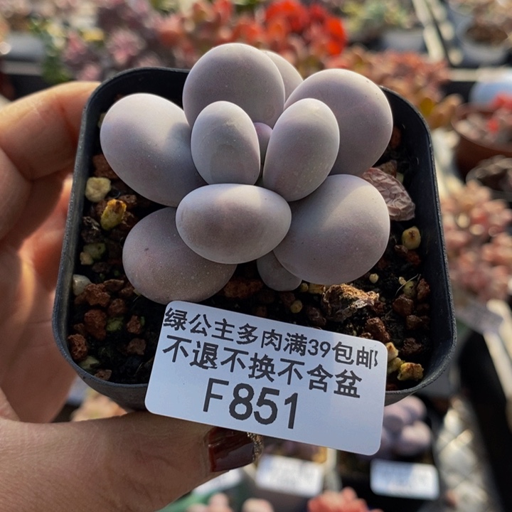 芭比奶洛5cm851多肉植物