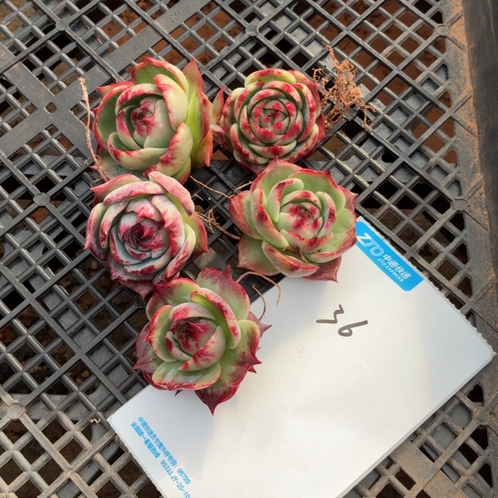 淑***翎多肉植物惊鸿仙子