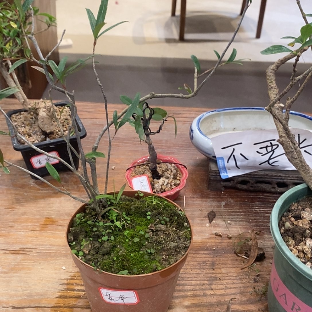 荒***年完全开放海岛春花111