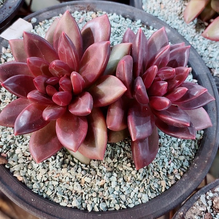 迷雾泡泡精品多肉盆栽植物新粉体验价