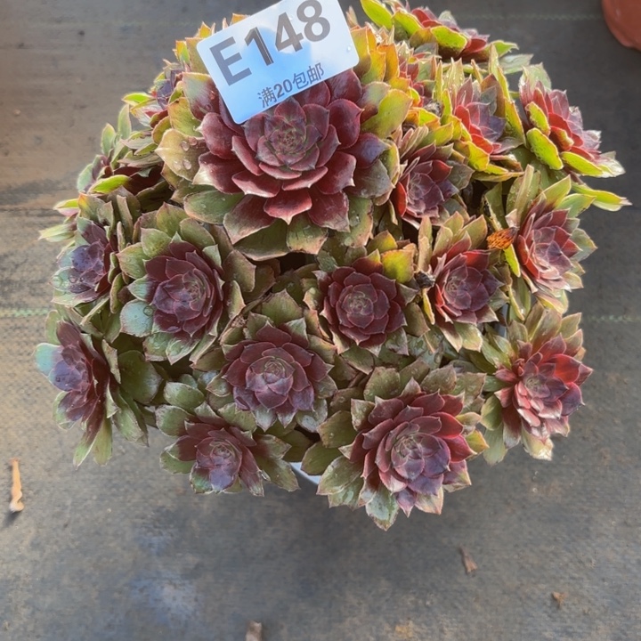 瑞妈多肉植物，148干枯玫瑰