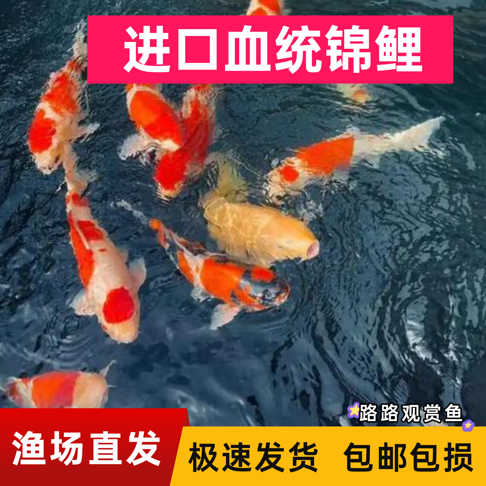 【40-45cm混色组合】日本血统锦鲤观赏鱼红白三色大正冷水鱼耐活
