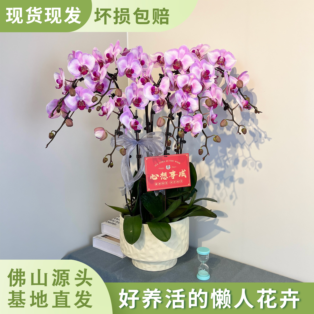 【淑女】粉色系蝴蝶兰 室内高端商务礼品花 鲜花绿植